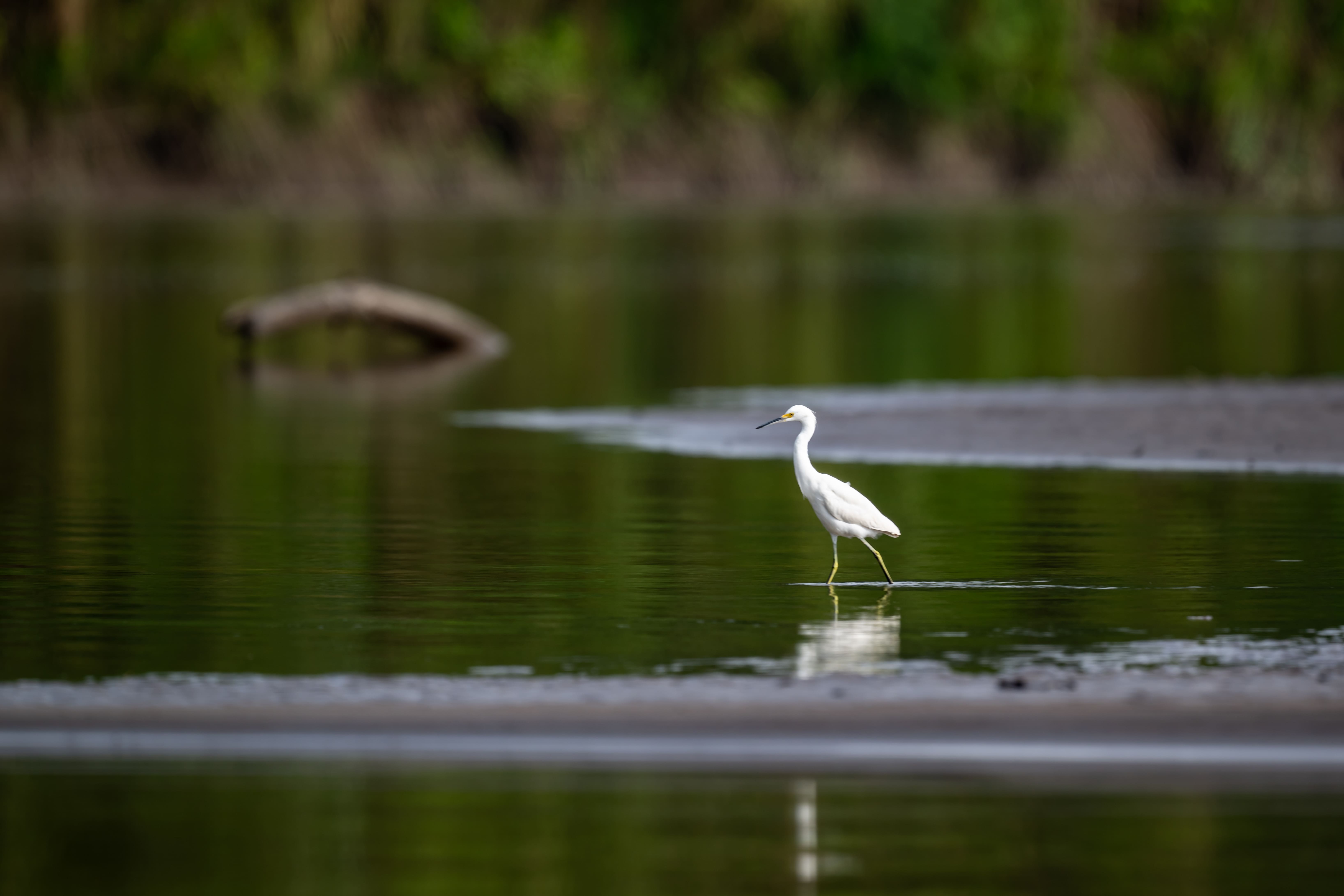 Garza blanca en el río amazónico